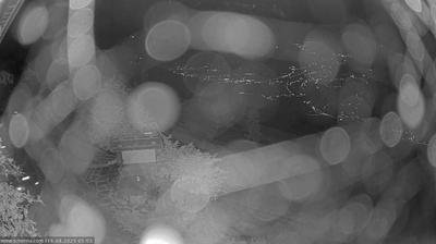immagine della webcam nei dintorni di Lagundo: webcam Scena