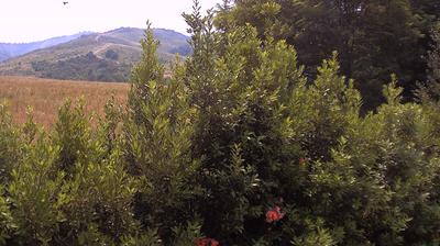 immagine della webcam nei dintorni di Sant'Agata Bolognese: webcam Casalecchio di Reno