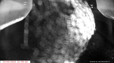 immagine della webcam nei dintorni di Fiavè: webcam Spiazzo
