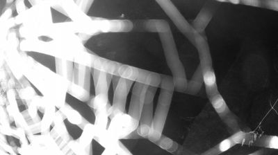 immagine della webcam nei dintorni di Caderzone: webcam Zuclo