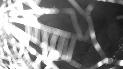 immagine della webcam nei dintorni di San Lorenzo in Banale: webcam Zuclo