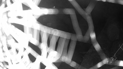 immagine della webcam nei dintorni di Dorsino: webcam Zuclo