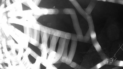 immagine della webcam nei dintorni di Spiazzo: webcam Zuclo