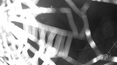 immagine della webcam nei dintorni di Spiazzo: webcam Zuclo