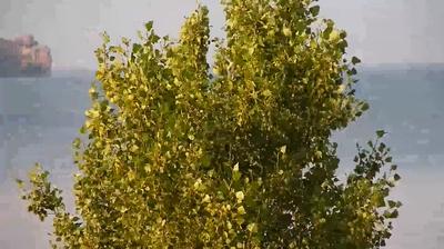 immagine della webcam nei dintorni di Montalto Marina: webcam Capodimonte