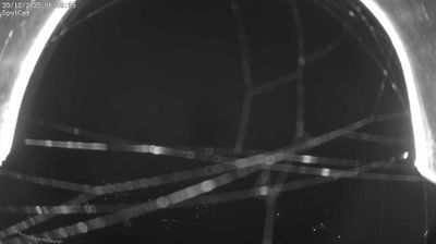 immagine della webcam nei dintorni di Alice Superiore: webcam Netro